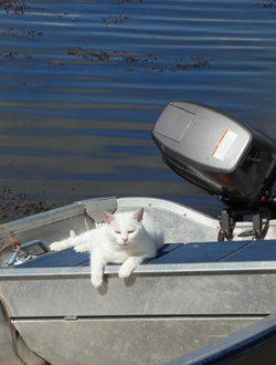 Cat in Boat