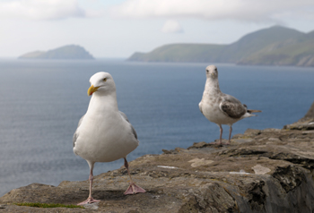 Sea Gulls on Slea Head Drive