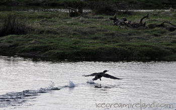 cormorant