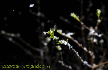 snowplant