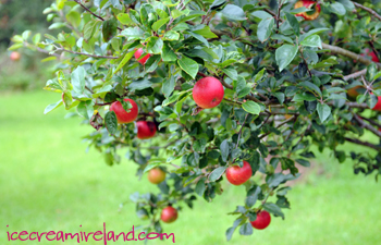 Appletree